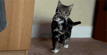  cat kitten mom mother mouth GIF