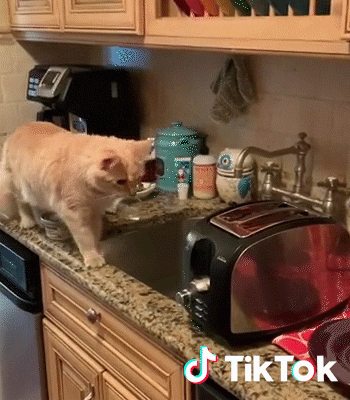 Cat GIF by TikTok France - Find & Share on GIPHY