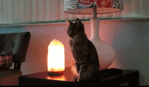 cat sits next to a Himalayan salt lamp