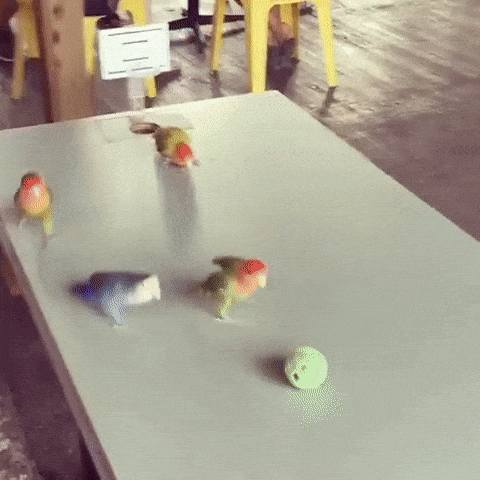 Four Parrots Playing Basketball Cute Birb Bird Meme