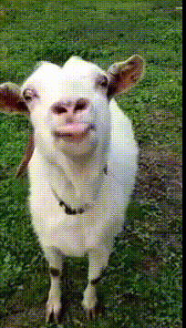Image result for goat lick gif