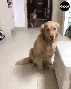 Golden Retriever Gives Fruits to Another Dog and Hugs Him Aww Mood