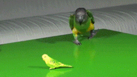 What is this? best Gif