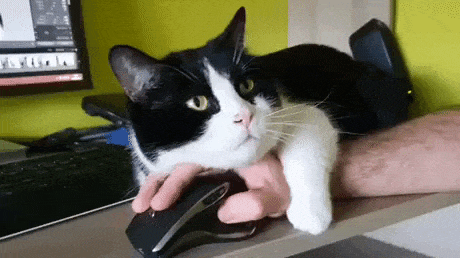 Catto trying to sleep on mouse in cat gifs