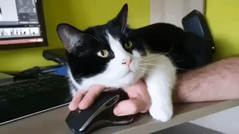 Catto trying to sleep on mouse