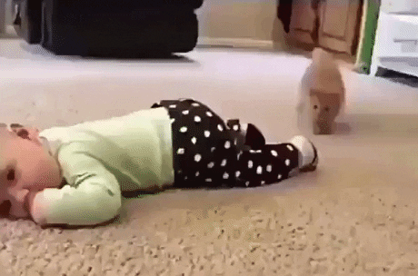 Heartless socks thief in funny gifs