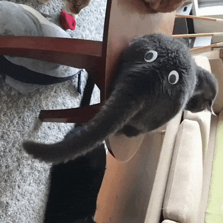 Googly eyes turns cat into elephant in funny gifs