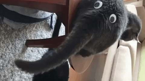 Googly eyes turns cat into elephant
