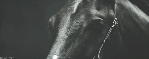 black and white amazing wow bw horse