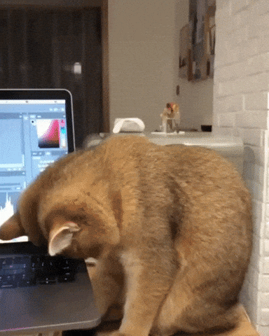 How to Not Feel Sleepy When Doing Homework | Cat is Sleepy Gurding Hooman Using Laptop