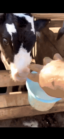 Cow GIFs - Find & Share on GIPHY