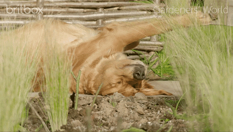 Tired Bbc GIF by britbox - Find & Share on GIPHY