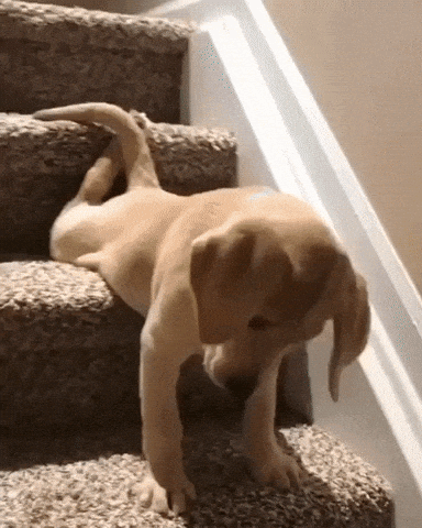Stairs are hard when you are young in dog gifs