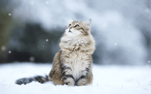 cat snow winter cold snowing