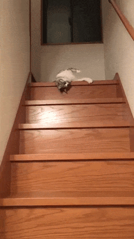 Too lazy to walk in funny gifs