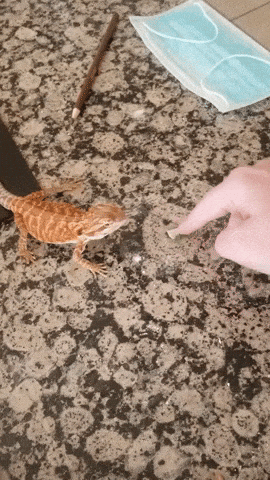 Eat your greens in animals gifs