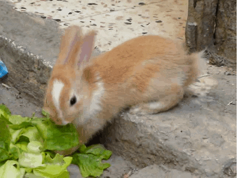 Rabbit GIF - Find & Share on GIPHY