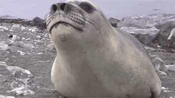 Video Sealion GIF - Find & Share on GIPHY
