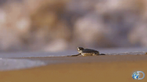 https://media.giphy.com/media/QEFODs7nVciaY/giphy.gif