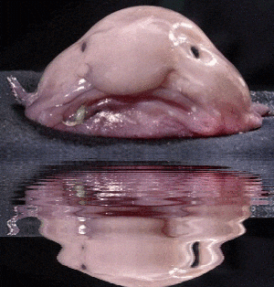 Blobfish GIFs - Find & Share on GIPHY