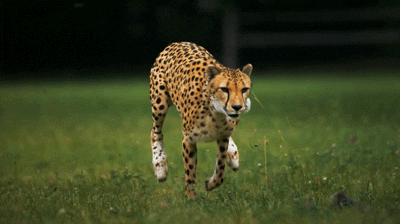 running head cheetah stabilization