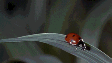 nature ladybug