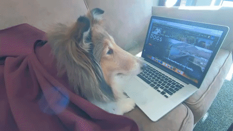 cachorro assistindo vídeos em um notebook no sofá