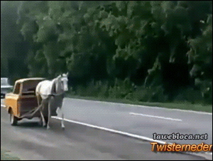 Image result for horse car gif
