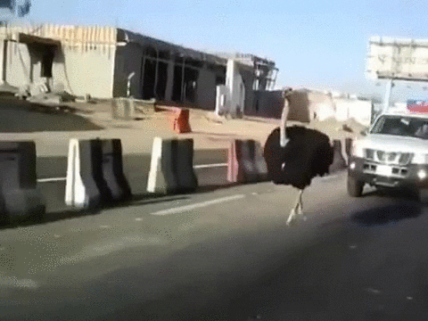 Ostrich Running GIF
