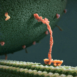 Kinésine progressant sur un microtube