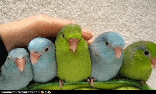 Super Cute GIFs - Find & Share on GIPHY