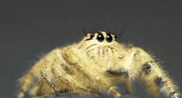 Spider GIFs - Find & Share on GIPHY