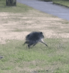 Jimothy the raccoon running