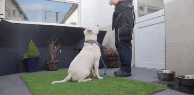Perro GIF - Find & Share on GIPHY