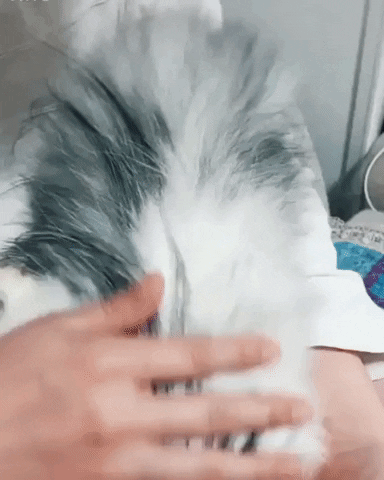 Such a floof in cat gifs