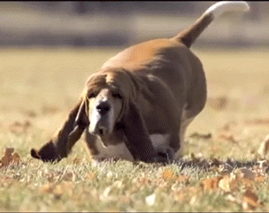 a very healthy basset hound dog running in slow motion