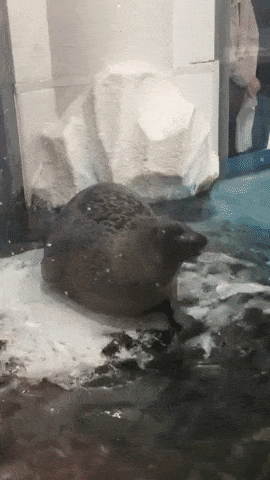 Seal waving hello in funny gifs