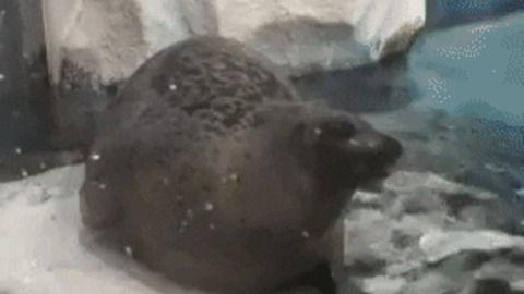Seal waving hello