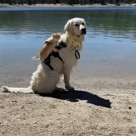 They are travelling buddies in dog gifs