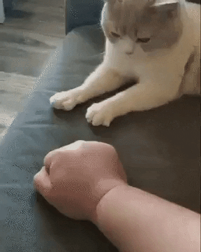 I can do that too hooman in cat gifs