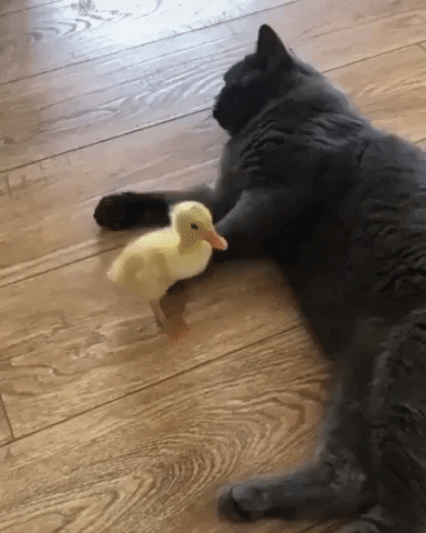 Cat and a baby duck in funny gifs