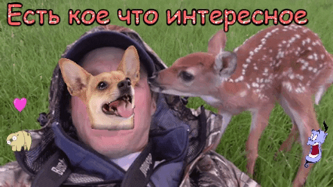 giphy.gif
