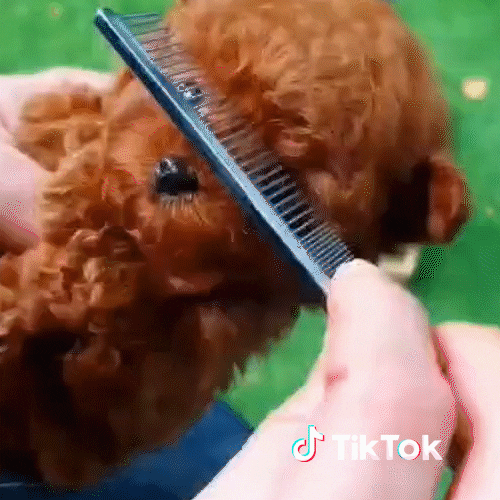 Chat Chien GIF by TikTok France