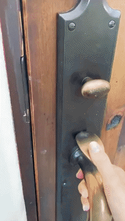 Two Puppies in UPS Costumes Delivers Packages