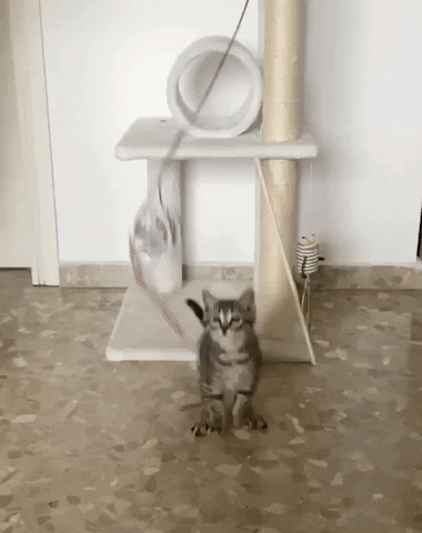 cute-cat-jumping-gif