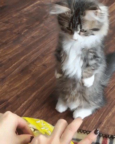 Thanks hooman in cat gifs