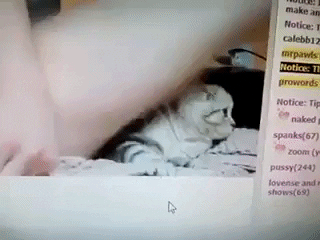 giphy.gif