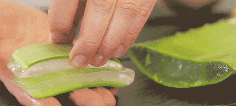 a GIF of the inside of an aloe vera plant