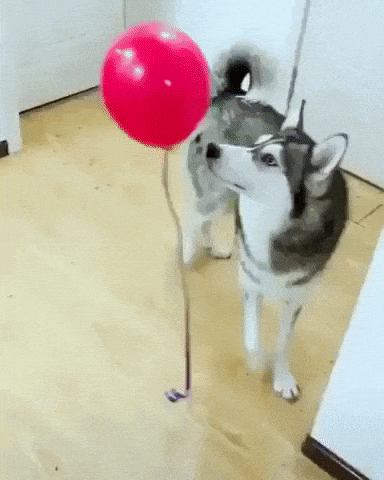 We all played with balloons like this in funny gifs