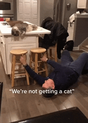 Dad and cat in funny gifs